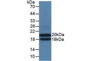 Western blot analysis of recombinant Mouse IL3Ra. (IL3RA anticorps  (AA 167-331))