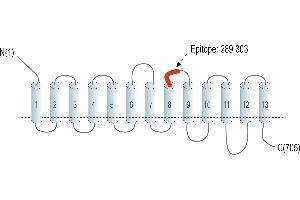Representative domain view of the target of ABIN7885434.