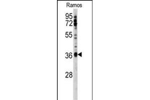 Western blot analysis of anti-U2AF1 Antibody (Center S70) (ABIN389304 and ABIN2839424) in Ramos cell line lysates (35 μg/lane).