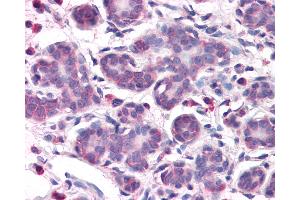 Anti-OSTC antibody IHC of human breast. (OSTC anticorps  (N-Term))