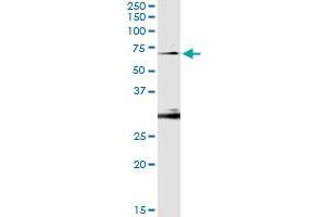 Immunoprecipitation of OXSR1 transfected lysate using anti-OXSR1 monoclonal antibody and Protein A Magnetic Bead , and immunoblotted with OXSR1 MaxPab rabbit polyclonal antibody.