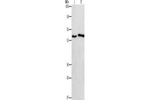 Western Blotting (WB) image for anti-Cholinergic Receptor, Nicotinic, alpha 2 (Neuronal) (CHRNA2) antibody (ABIN2432844) (CHRNA2 anticorps)