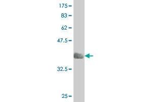 Western Blot detection against Immunogen (36.
