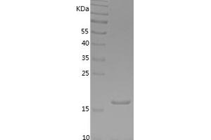 Western Blotting (WB) image for Interferon gamma (IFNG) (AA 24-166) protein (His tag) (ABIN7123489)