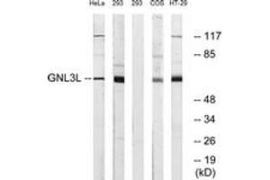 Western blot analysis of extracts from 293/HeLa/HT-29 cells, using GNL3L Antibody. (GNL3L anticorps  (AA 71-120))