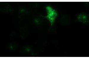 Anti-LGR5 mouse monoclonal antibody (ABIN2454613) immunofluorescent staining of COS7 cells transiently transfected by pCMV6-ENTRY LGR5 (RC212825). (LGR5 anticorps  (AA 250-550))