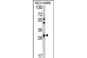 Western blot analysis of GSTO1 Antibody (Center) (ABIN389475 and ABIN2839537) in NCI- cell line lysates (35 μg/lane). (GSTO1 anticorps  (AA 126-155))