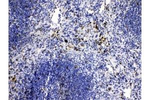 IHC testing of FFPE mouse spleen tissue with CASP8 antibody at 1ug/ml. (Caspase 8 anticorps  (AA 410-449))