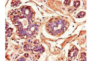 Immunohistochemistry of paraffin-embedded human testis tissue using ABIN7159976 at dilution of 1:100 (ERK2 anticorps  (AA 133-316))