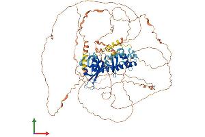 AlphaFold protein structure predicition of Human Recombinant MAGED1 Protein, UniprotID Q9Y5V3