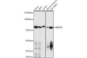 Western blot analysis of extracts of various cell lines, using RBM14 antibody (ABIN1682490, ABIN3018905, ABIN3018906, ABIN5664767 and ABIN6220620) at 1:1000 dilution. (RBM14 anticorps  (AA 1-99))