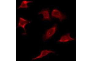 ABIN6276130 staining RAW264.