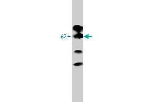 Western blot analysis of Adra2b expression in MDCK cells transfected to produce Adra2b protein with Adra2b monoclonal antibody, clone 5G10. (ADRA2B anticorps  (Intracellular))