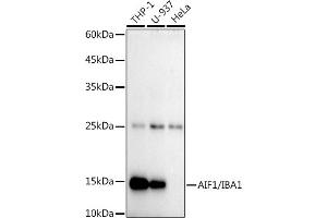 Western blot analysis of extracts of various cell lines, using /IB antibody (ABIN7265554) at 1:1000 dilution.