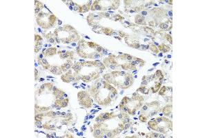 Immunohistochemistry of paraffin-embedded human stomach using MAPKBP1 antibody at dilution of 1:100 (x40 lens). (MAPKBP1 anticorps)
