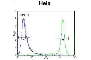 DRG1 Antibody (C-term) (ABIN656551 and ABIN2845813) flow cytometric analysis of Hela cells (right histogram) compared to a negative control cell (left histogram). (DRG1 anticorps  (C-Term))