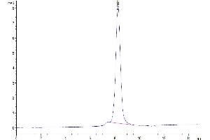 The purity of Human CD160 is greater than 95 % as determined by SEC-HPLC. (CD160 Protein (CD160) (AA 25-158) (Fc Tag))
