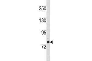 Western Blotting (WB) image for anti-Golgin A6 Family-Like 2 (GOLGA6L2) antibody (ABIN3004545) (GOLGA6L2 anticorps)