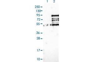 Western blot analysis of Lane 1: Negative control (vector only transfected HEK293T lysate) Lane 2: Over-expression lysate (Co-expressed with a C-terminal myc-DDK tag (~3.