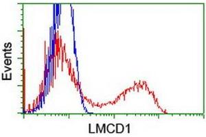 HEK293T cells transfected with either RC200062 overexpress plasmid (Red) or empty vector control plasmid (Blue) were immunostained by anti-LMCD1 antibody (ABIN2454754), and then analyzed by flow cytometry. (LMCD1 anticorps)