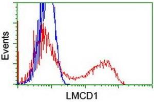 HEK293T cells transfected with either RC200062 overexpress plasmid (Red) or empty vector control plasmid (Blue) were immunostained by anti-LMCD1 antibody (ABIN2454754), and then analyzed by flow cytometry.