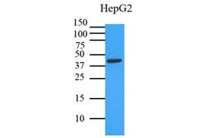 Western Blotting (WB) image for anti-Mitogen-Activated Protein Kinase 1 (MAPK1) (AA 1-360), (N-Term) antibody (ABIN492382) (ERK2 anticorps  (N-Term))