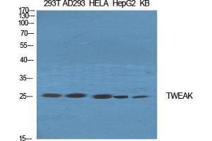 Western Blot (WB) analysis of specific cells using TWEAK Polyclonal Antibody. (TWEAK anticorps  (Internal Region))