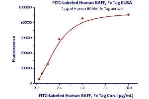 Immobilized Human BCMA, Fc Tag  with a linear range of 0.