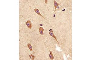 Antibody staining TGFBR2 in human brain sections by Immunohistochemistry (IHC-P - paraformaldehyde-fixed, paraffin-embedded sections). (TGFBR2 anticorps  (N-Term))