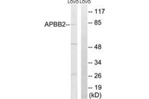 Western blot analysis of extracts from LOVO cells, using APBB2 Antibody. (APBB2 anticorps  (AA 471-520))