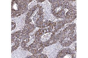 IHC analysis of COX6B1 using anti-COX6B1 antibody (ABIN7603206). (COX6B1 anticorps  (N-Term))