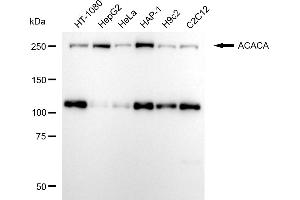 anti-Acetyl-CoA Carboxylase alpha (ACACA) antibody
