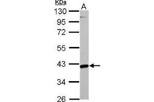 WB Image GOT2 antibody detects GOT2 protein by Western blot analysis.