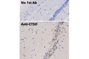 Immunohistochemistry (IHC) image for anti-Cathepsin D (CTSD) (C-Term) antibody (ABIN6254162) (Cathepsin D anticorps  (C-Term))