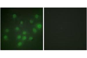 Immunofluorescence (IF) image for anti-HKR1, GLI-Kruppel Zinc Finger Family Member (HKR1) (AA 141-190) antibody (ABIN2889387) (HKR1 anticorps  (AA 141-190))
