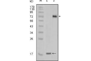 Western Blotting (WB) image for anti-serine/threonine/tyrosine Kinase 1 (STYK1) (truncated) antibody (ABIN2464109) (STYK1 anticorps  (truncated))