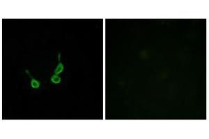 Immunofluorescence analysis of HepG2 cells, using GPR150 antibody. (GPR150 anticorps  (C-Term))