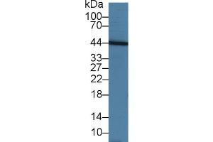 Western Blot; Sample: Human Hela cell lysate; Primary Ab: 3µg/ml Rabbit Anti-Bovine TNFSF13 Antibody Second Ab: 0.