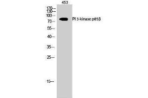 Western Blotting (WB) image for anti-Phosphoinositide 3 Kinase, p85 beta (PI3K p85b) (Thr232) antibody (ABIN3186434) (PIK3R2 anticorps  (Thr232))