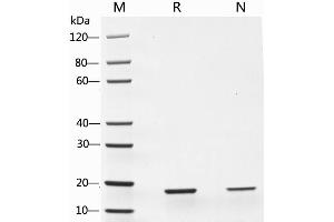 2 μg of TNF-α, Human was resolved with SDS-PAGE under reducing (R) and non-reducing (N) conditions and visualized by Coomassie Blue staining. (TNF alpha Protéine)