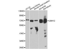 Western blot analysis of extracts of various cell lines, using USH1C antibody. (USH1C anticorps  (AA 1-100))