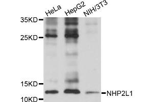 Western blot analysis of extracts of various cell lines, using NHP2L1 antibody (ABIN5973520) at 1/1000 dilution.