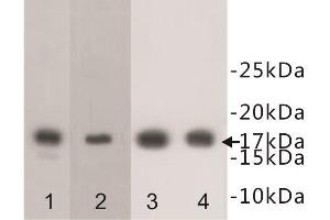 Western Blotting (WB) image for anti-Histone Cluster 1, H3f (HIST1H3F) (meLys4) antibody (ABIN1854944) (HIST1H3F anticorps  (meLys4))