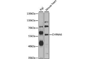 Western blot analysis of extracts of various cell lines, using CHRN antibody  at 1:1000 dilution. (CHRNA6 anticorps  (AA 350-440))