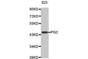 Western Blotting (WB) image for anti-Pepsinogen C (PGC) antibody (ABIN1874107) (PGC anticorps)