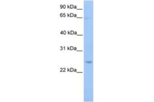 Western Blotting (WB) image for anti-Autophagy Related 10 (ATG10) antibody (ABIN2463627) (ATG10 anticorps)
