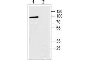 Western blot analysis of human Colo-205 colorectal carcinoma cell lysates: - 1. (SLC9A2 anticorps  (C-Term, Intracellular))