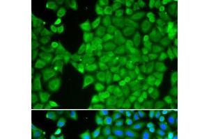 Immunofluorescence analysis of HeLa cells using CA3 Polyclonal Antibody (CA3 anticorps)