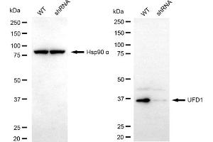 Western blotting analysis using UFD1 antibody (ABIN7800715).