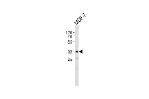 Western blot analysis of lysate from MCF-7 cell line, using FBXL17 Isoform 2 Antibody (C-term) (ABIN1944744 and ABIN2838540).